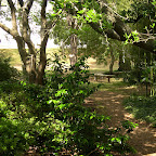 Forest Path Crossing the stream